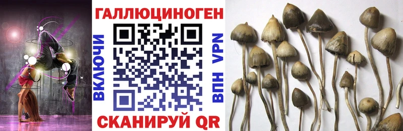 Галлюциногенные грибы Psilocybine cubensis  где найти   Шарыпово 